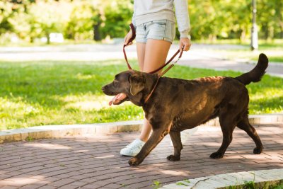 Het perfecte bijbaantje voor de hondenliefhebber! De honden uitlaatservice